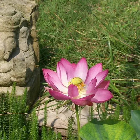 卢的小房子乡村民宿 Cellarengo